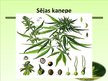 Prezentācija 'Kaņepes un to pielietojums', 6.