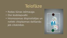 Prezentācija 'Mitoze', 6.