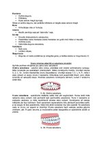 Konspekts 'Oromiofunkcionālā terapija', 4.