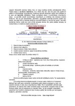 Konspekts 'Oromiofunkcionālā terapija', 6.