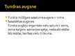 Prezentācija 'Tundra', 10.