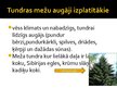 Prezentācija 'Tundra', 11.