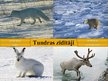 Prezentācija 'Tundra', 16.