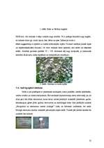 Referāts 'Meža tipoloģija', 22.