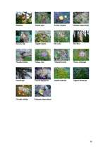 Referāts 'Meža tipoloģija', 33.