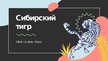Prezentācija 'Сибирский тигр', 1.