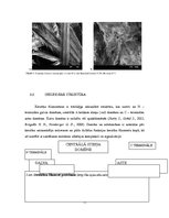 Referāts 'Keratīns', 11.