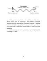 Referāts 'Keratīns', 12.