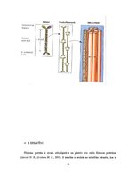 Referāts 'Keratīns', 16.