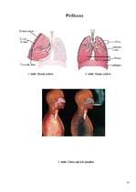 Referāts 'Cigarešu un ūdenspīpes ietekme uz cilvēka organismu', 31.