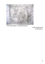 Referāts 'Cigarešu un ūdenspīpes ietekme uz cilvēka organismu', 38.