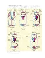 Konspekts 'Asinsrite. Sirds. Vielu transports', 2.