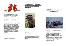 Referāts 'Bebru ietekme uz ekosistēmu Smiltenē', 23.