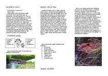 Referāts 'Bebru ietekme uz ekosistēmu Smiltenē', 24.