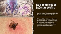 Prezentācija 'Ērču encefalīta diagnostikas principi', 6.