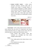 Diplomdarbs 'Personu apliecinošu dokumentu viltojumu veidu kriminālistiskā izpēte', 60.