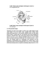 Diplomdarbs 'Adjuvantas un neoadjuvantas staru terapijas salīdzinājums taisnās zarnas vēža pa', 7.