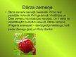 Prezentācija 'Latvijas zemenes', 7.