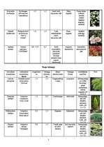 Konspekts 'Augu raksturojums', 3.