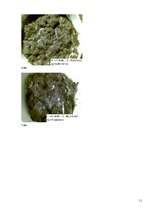 Referāts 'Notekūdeņu dūņu pārstrādes un izmantošanas iespējas', 72.