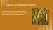 Prezentācija 'Graudzāļu augu dzimta prezentācija', 2.