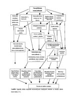 Referāts 'Ekoloģiskais caurplūdums', 11.