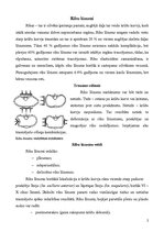 Konspekts 'Ribu lūzumi; klīnika, ārstēšana', 1.