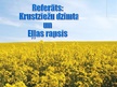 Prezentācija 'Krustziežu dzimta un eļļas rapsis', 1.