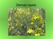 Prezentācija 'Krustziežu dzimta un eļļas rapsis', 11.