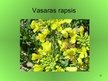 Prezentācija 'Krustziežu dzimta un eļļas rapsis', 12.