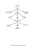 Prakses atskaite 'Prakses atskaite', 6.