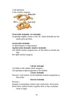 Konspekts 'Cilvēka kauli', 6.