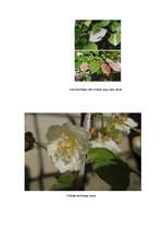 Referāts 'Aktinīdijas ', 3.