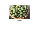 Referāts 'Aktinīdijas ', 4.