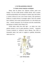 Referāts 'Cilvēka skeleta uzbūve un tā īpatnības dažādos vecumos', 11.