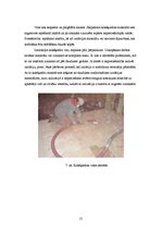 Referāts 'Pūšamie siltumizolācijas materiāli', 21.