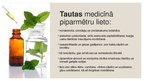 Prezentācija 'Piparmētras lapas', 6.