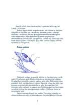 Referāts 'Putni', 2.