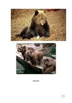 Referāts 'Lāči', 11.