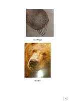 Referāts 'Lāči', 12.