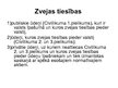Prezentācija 'Tiesību objekti', 26.