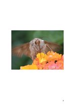 Prezentācija 'Sižets fotomākslā', 7.