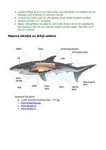 Konspekts 'Skrimšļzivis - haizivis', 5.