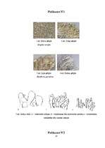 Referāts 'Gaisa tīrības pakāpes noteikšana Vangažos pēc ķērpju daudzveidības', 20.