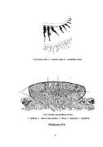 Referāts 'Gaisa tīrības pakāpes noteikšana Vangažos pēc ķērpju daudzveidības', 22.