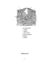 Referāts 'Gaisa tīrības pakāpes noteikšana Vangažos pēc ķērpju daudzveidības', 23.