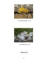 Referāts 'Gaisa tīrības pakāpes noteikšana Vangažos pēc ķērpju daudzveidības', 24.