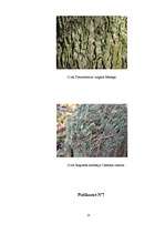 Referāts 'Gaisa tīrības pakāpes noteikšana Vangažos pēc ķērpju daudzveidības', 25.