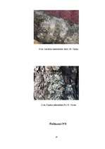 Referāts 'Gaisa tīrības pakāpes noteikšana Vangažos pēc ķērpju daudzveidības', 26.