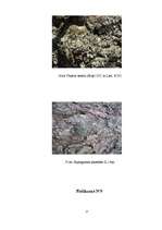 Referāts 'Gaisa tīrības pakāpes noteikšana Vangažos pēc ķērpju daudzveidības', 27.